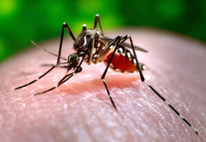CENTERS FOR DISEASE CONTROL / 2006
A female Aedes aegypti mosquito in the process of acquiring a blood meal from her human host, who in this instance, was the biomedical photographer, James Gathany, at the Centers for Disease Control.